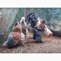 Яйце для інкубації, курчата, Брама темна, лососева, лимонна