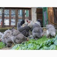 Яйце для інкубації, курчата, Брама темна, лососева, лимонна