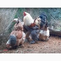 Яйце для інкубації, курчата, Брама темна, лососева, лимонна