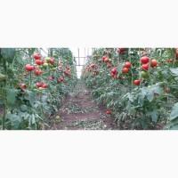 Tomatoes