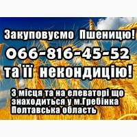 Закуповуємо пшеницю 2, 3, 4 клас!Високі ціни