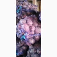 Продам товарну і посадкову картоплю гарної якості 25 тонн