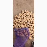 Продам товарну і посадкову картоплю гарної якості 25 тонн