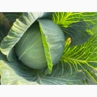 Продам капусту білокачанну