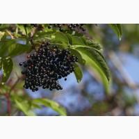 Куплю суху бузину