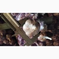 Продам часник