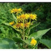 Оман ( девясил)