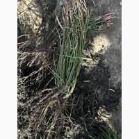 Саджанці троянд