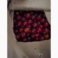 Продам калину шокової заморозки 2025 р.в