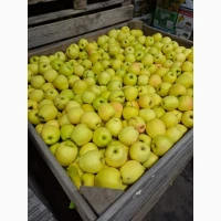 Продам яблуко сорт Голден розмір 6.5
