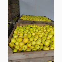 Продам яблуко сорт Голден, фуджі, ред принц, ред чіф, гала розмір 6.5