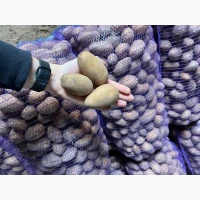 Продам картоплю сорт Арізона