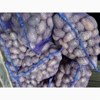 Продам картоплю сорт Арізона