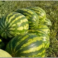 Продам кавун