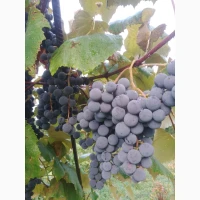 Продам виноград на вино сорт Ізабелла
