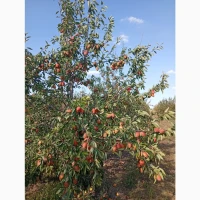 Груша Киргизька красуня