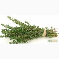 Тимьян продам