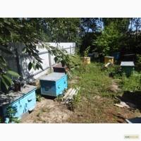 Вулики з бджолами (Продам пасіку)Дадан