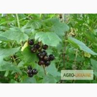 Смородина чорна лист продам