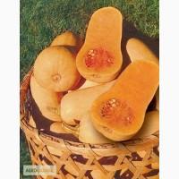 Продам семена Тыква Арабатская