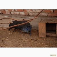 Цесарка Грифовая Красавица цесарка почти Гриф