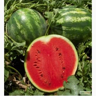 Семена арбуза Продюссер