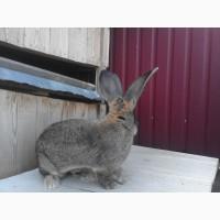 Продам молодого самця породи Фландр, лінія Knappe. Вік 8 міс. Вага-8, 3кг. Вухо-22см