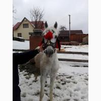 Продам робочу кобилу