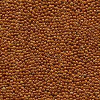 Семена проса КОЗАЦКОЕ элита 1 репрод