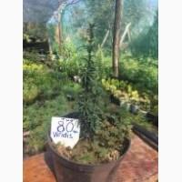 Туя смарагд. Ялинка Nidiformis, Konica