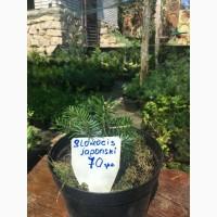 Туя смарагд. Ялинка Nidiformis, Konica