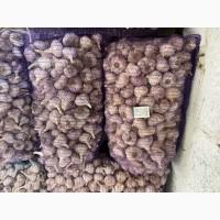 Продам часник озимий на посадку