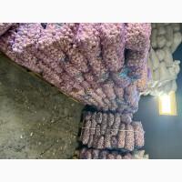 Продам часник озимий на посадку