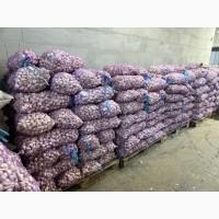 Продам часник озимий на посадку