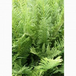 Папоротник страусник-саженцы