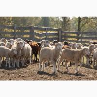 Продажа Целостно-имущественного комплекса по производству животноводческой продукции