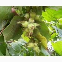 Саджанці фундука сорт Каталонський