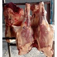 Мясо говядина Тушенки