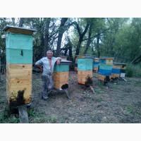 Продам пчёл