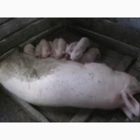 Продам поросят мясной породы