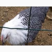 ПРОДАЕМ ИНКУБАЦИОННОЕ ЯЙЦО, яйца, Брекель, серебро, чистокровные