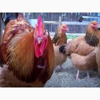 Суссекс золотистого окраса! Продаем Инкубационное яйцо