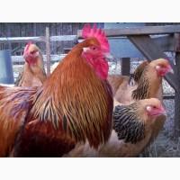 Суссекс золотистого окраса! Продаем Инкубационное яйцо