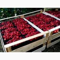 Малина оптом