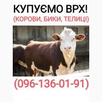 Куплю худобу (бики, корови, телята) у Хмельницькій області