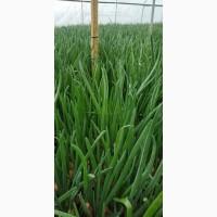Продам зелёный лук-перо