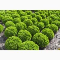 Туя западная Jantar высота 120-140 см купить в Киеве ВДНГ, Теремки