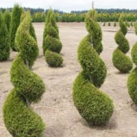 Туя западная Jantar высота 120-140 см купить в Киеве ВДНГ, Теремки