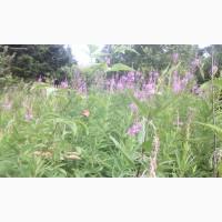 Продам іван-чай ферментований