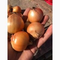 Продам цибулю жовту (Туреччина)